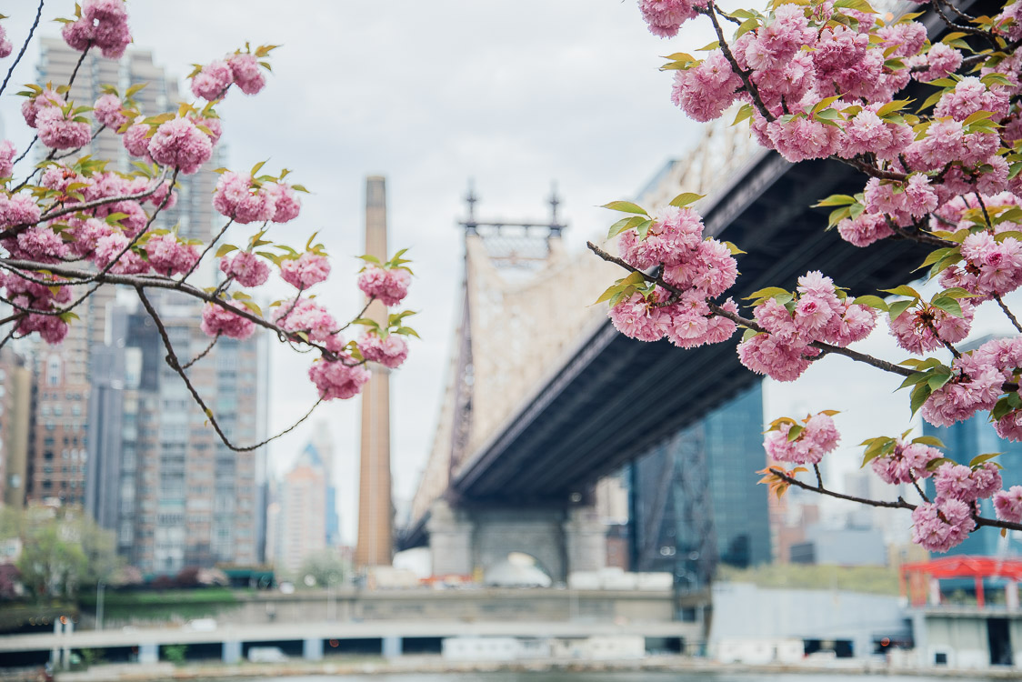 Bridge and flowers