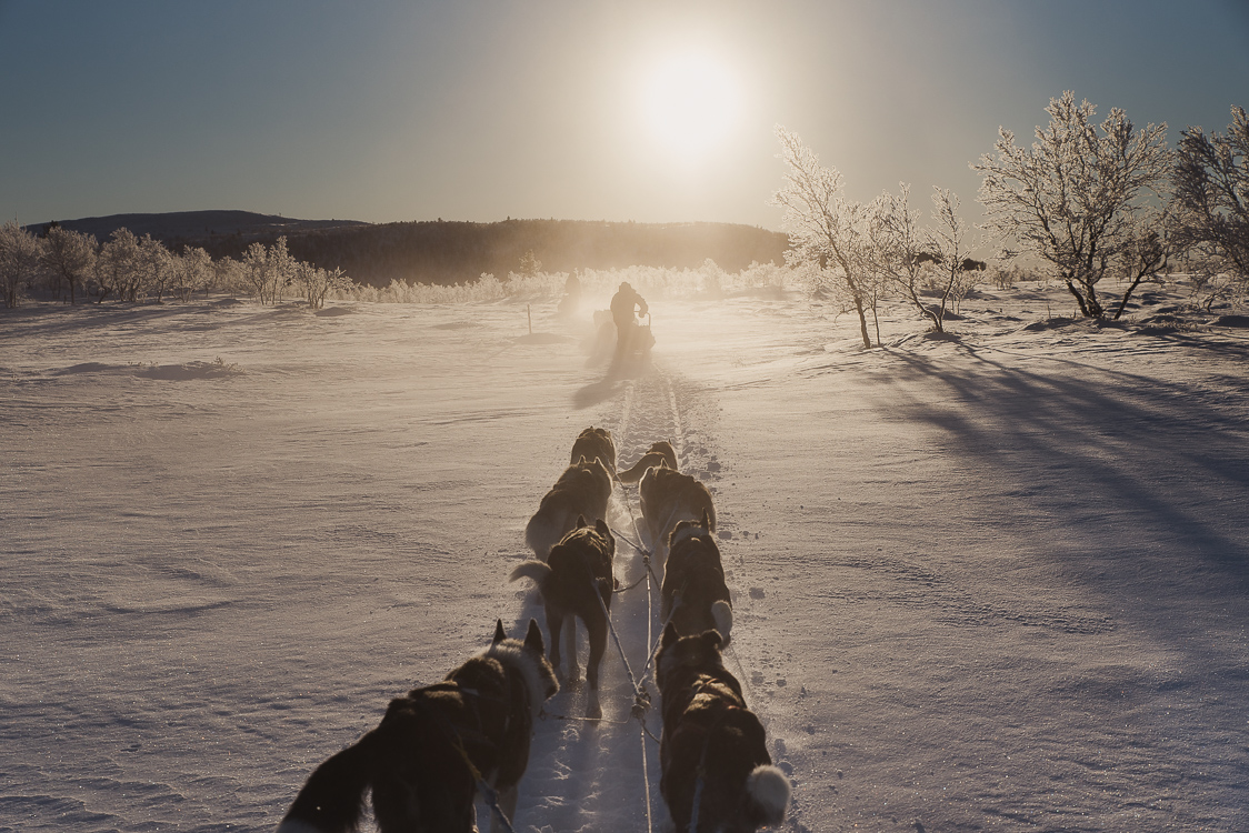 Husky Laponie traineau soleil couchant