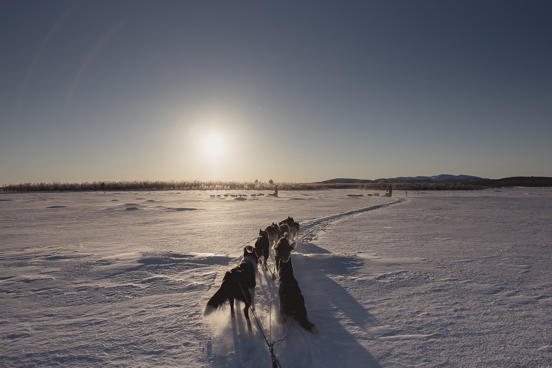 Chiens de traineau en Laponie