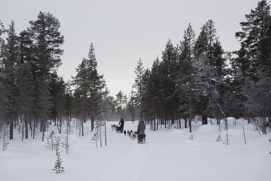 Chiens de traineau à travers la Laponie