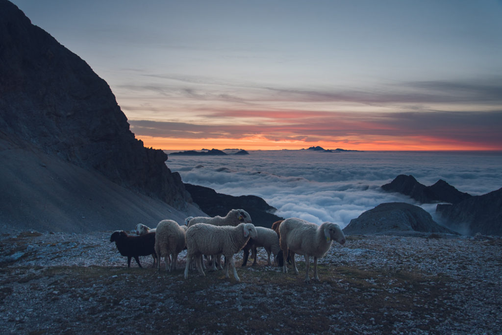 Moutons mont triglav