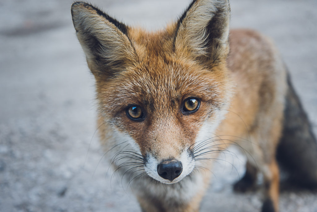 Un renard aperçu à l'orée de la forêt.