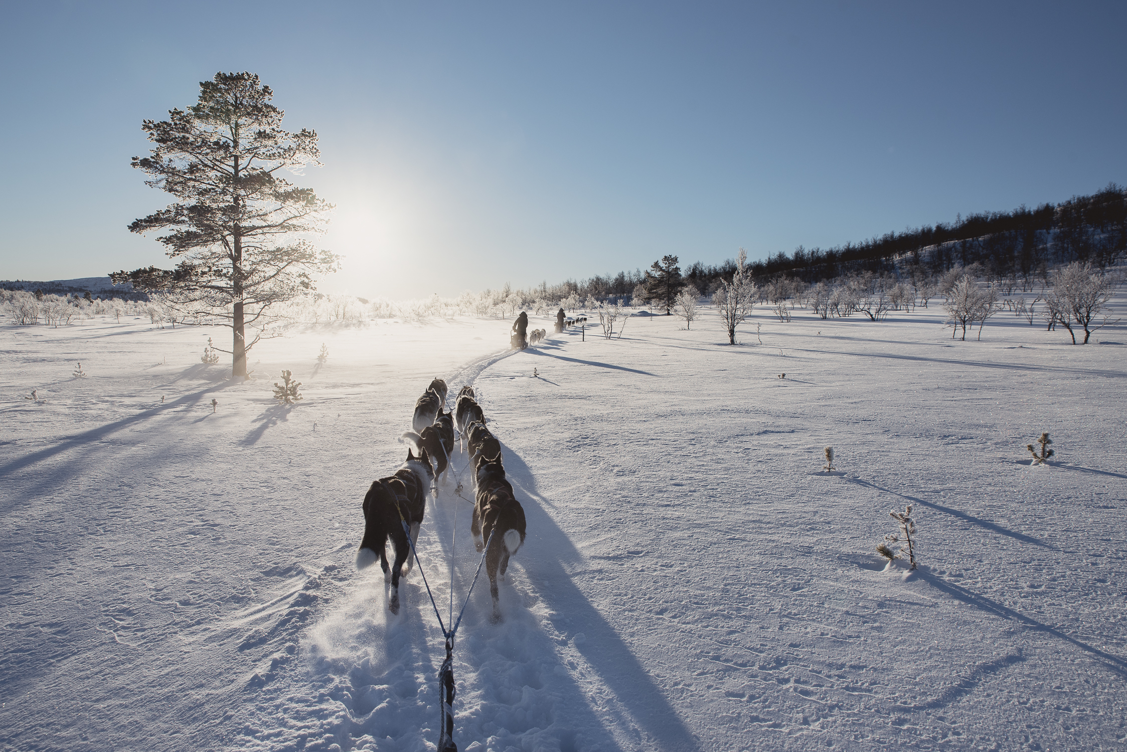 Lapland dog sleeding