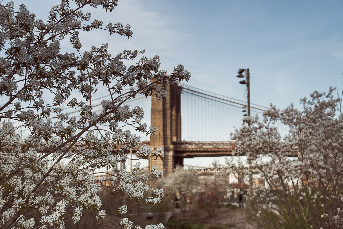 brooklyn bridge with flowers