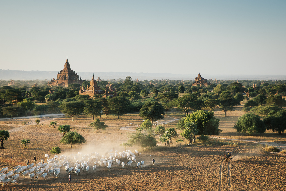 Herd in Bagan