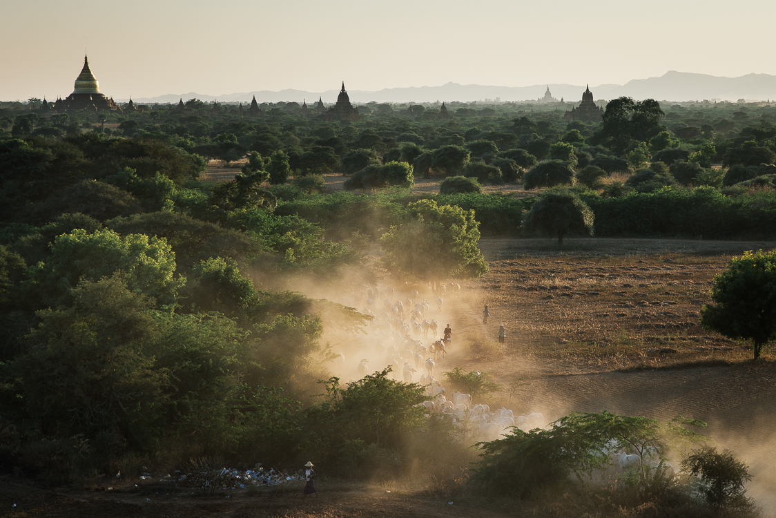 Cows in Bagan