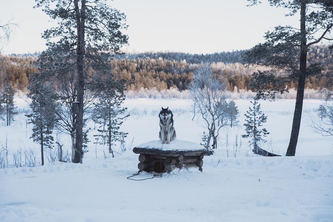 Chien Husky Tinja Alex Laponie