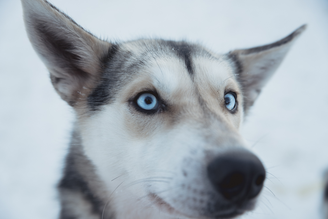 Yeux husky