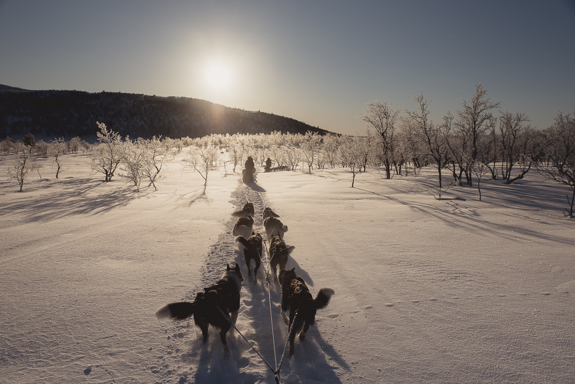 husky lapland finland