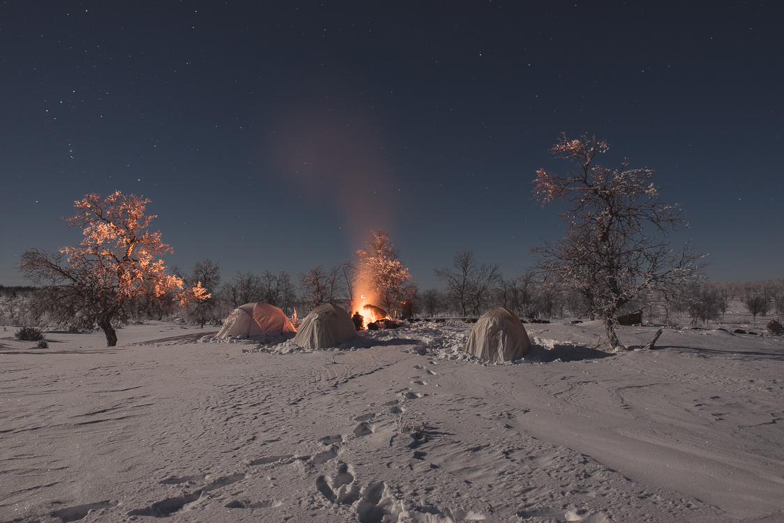 Campement Chiens de traineau Laponie