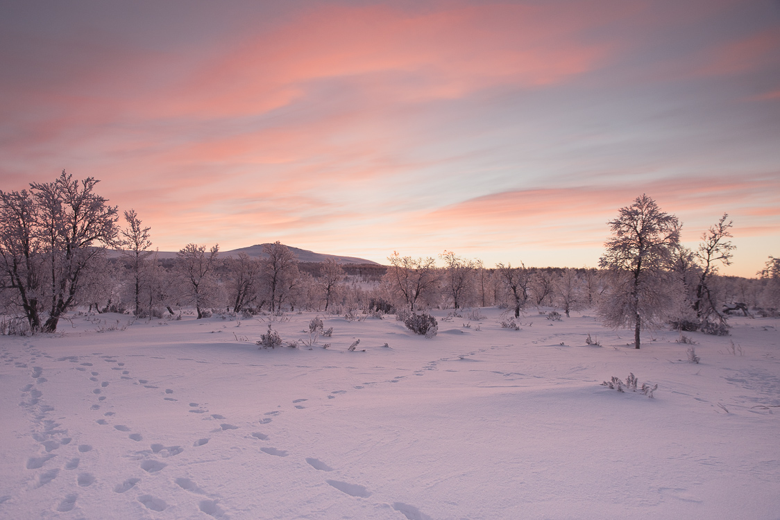 Aube Muotkatunturi wilderness area